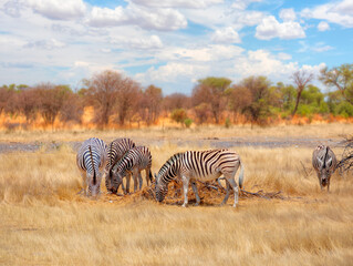 Fototapeta premium A group of zebras standing among the yellow grass in Etosha National Park in Namibia, in the African savannah, during a safari - Etosha National Park, Namibia
