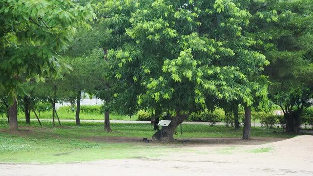 雨が降る公園の風景