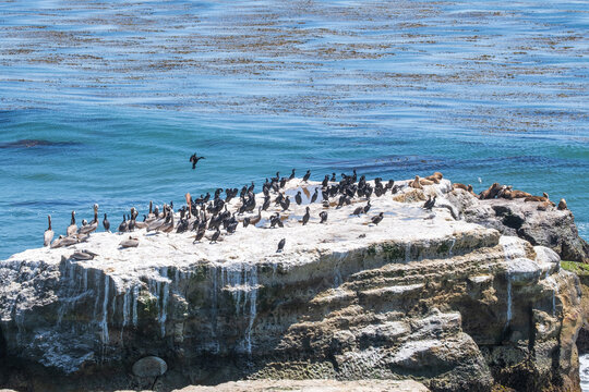 Cormorants, brown pelicans and California sea lions on a rock in the ocean