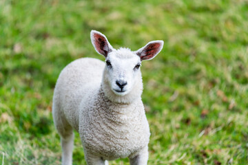 Fototapeta premium closeup of sheep on grass