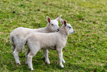 Fototapeta premium closeup of sheep on grass