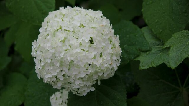 白い紫陽花の花「アナベル」