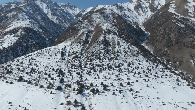 Drone footage of rugged snow-covered mountains and scattered conifer trees in Issyk-Ata Gorge, Chuy Region, Kyrgyzstan on a clear winter day