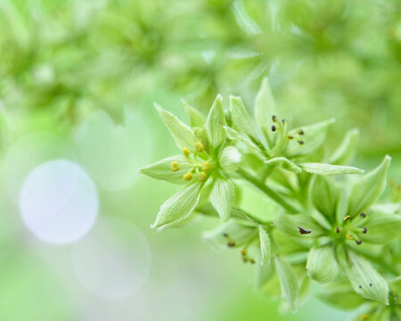 淡い緑色が美しいバイケイソウの可憐な花と美しい玉ボケ  Beautiful light green flowers of Veratrum album with soft bokeh background