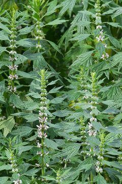Closeup on a group of fluffy light pink flowering Common motherwort wildflower, Leonurus cardiaca