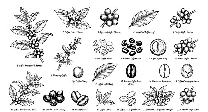 Hand Drawn Coffee Plant Sketch Set with Coffee Cherries Beans and Botanical Leaves