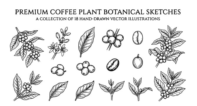 Elegant Coffee Plant Line Art Collection with Berries Leaves and Coffee Bean Botanical Sketches