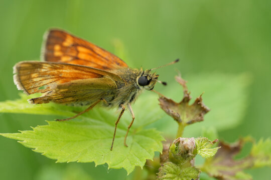 Closeup on a cute nice orange Large skipper butterfly, Ochlodes sylvanus resting in a green leaf