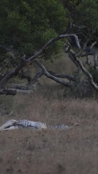 Vertical video, a lioness chases the hyenas away