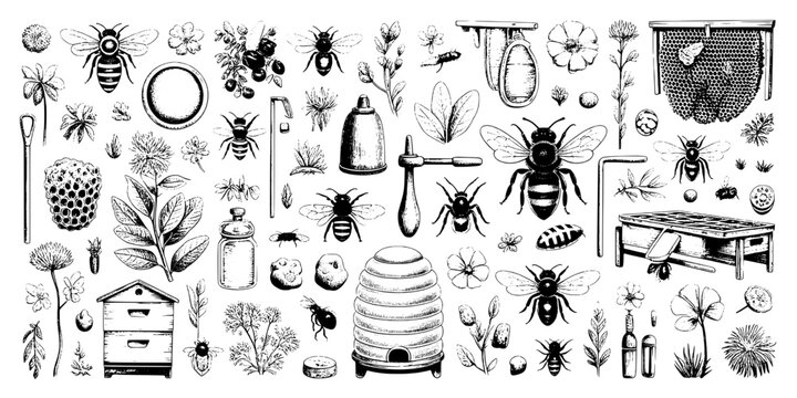 Bees Hand Drawn Set with Honeycomb and Beekeeping Tools Featuring Hive, Honey, Flowers with Nature and Insects Elements for Pollination, Gardening