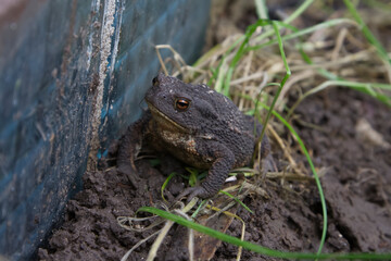 Obraz premium Common Toad on Muddy Ground in the Garden