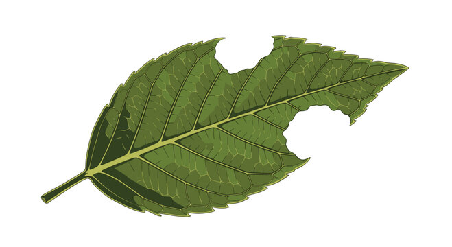 Detailed illustration of a green deciduous leaf with jagged edges and several large bite marks from an insect.