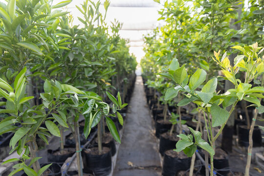 Potted saplings are lining nursery aisle under translucent shade cloth with stakes and drip tubing
