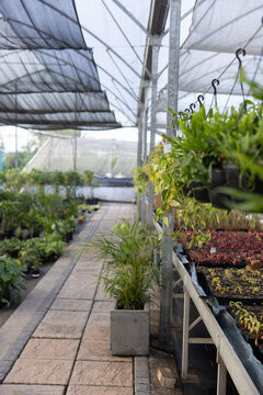 Hanging plastic pots are displaying trailing vines in shaded nursery aisle, with seedling trays