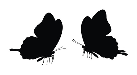 Butterfly silhouettes against a white background detailed wing shapes © SAFIULLAH