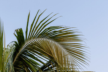 Fototapeta premium Closeup of a palm tree frond against a clear blue sky