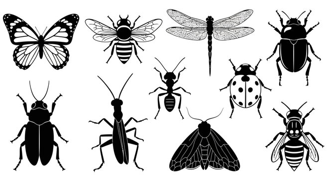 Collection of detailed black and white insect illustrations, featuring a butterfly, bee, dragonfly, beetle, ant, ladybug, grasshopper, and moth