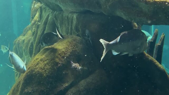 Grande acquario con pesci