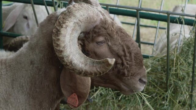 Awassi ram with large curved horns feeds on hay inside a metal livestock pen.