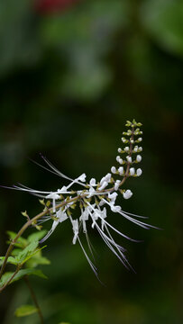 Exotic White Cat Whiskers Flower in Tropical Garden
