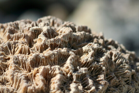 Dead coral skeleton macro detail, Musandam Peninsula, Dibba Al Baya, Oman