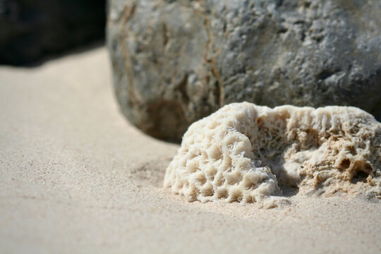 Dead coral fragments on sandy beach, Musandam Peninsula, Dibba Al Baya, Oman