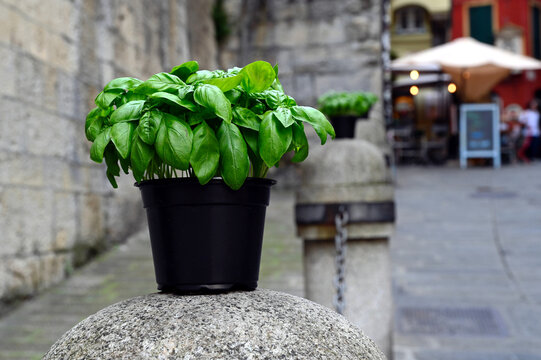 fun image of pot of green Basil on top of stone bollard. decorative feature in old historic tourist street. restaurant terrace beyond with parasol. in Latin Ocimum basilicum. also called great basil