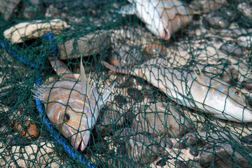 Fresh fish catch tangled in green fishing net on rocky shore, Musandam, Oman © PYTeyssier