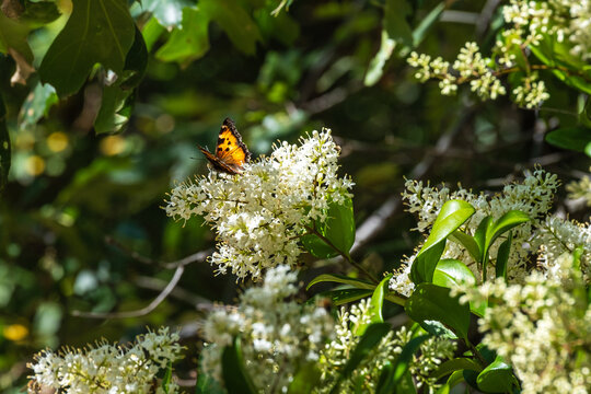 California tortoiseshell butterfly feeding on a white flower
