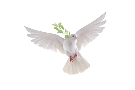 white dove in flight with an olive branch. isolated on a transparent background.