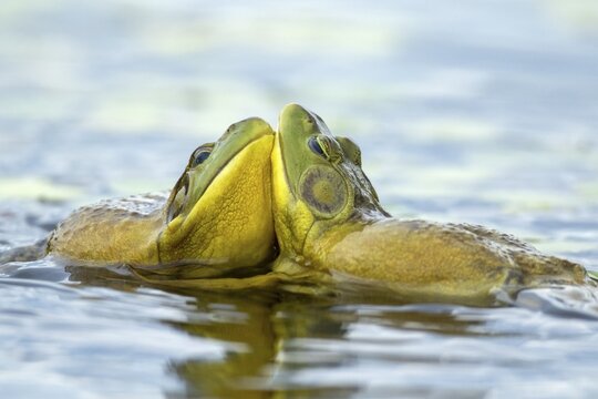 Bull frogs Lithobates catesbeianus. Male bull frogs fighting during the breeding season. La Mauricie national park. Province of Quebec. Canada
