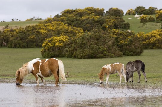 Shetland Pony south west England