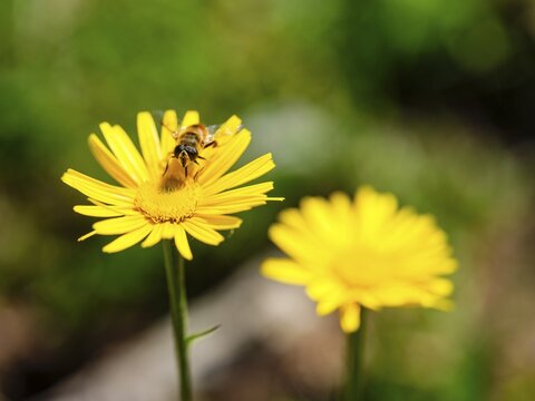Hoverfly dung bee (Eristalis tenax) on the ox-eye daisy (Buphthalmum salicifolium), Jenner, Berchtesgaden National Park, Sch&ouml;nau am K&ouml;nigssee, Berchtesgadener Land, Upper Bavaria, Bavaria, Germany