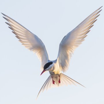 Arctic tern (Sterna paradisaea) in flight, Eidersperrwerk, T&ouml;nning, Schleswig-Holstein, Germany
