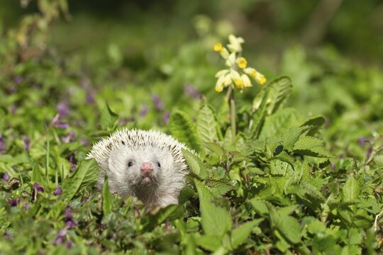 European Hedgehog (Erinaceus europaeus) albino, adult amongst springtime flowers, Suffolk, England, United Kingdom