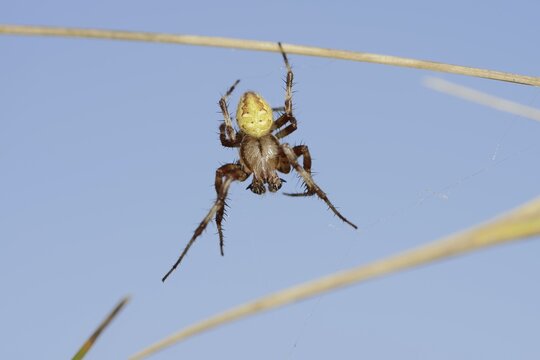 Four-spotted cross spider (Araneus quadratus), male, North Rhine-Westphalia, Germany