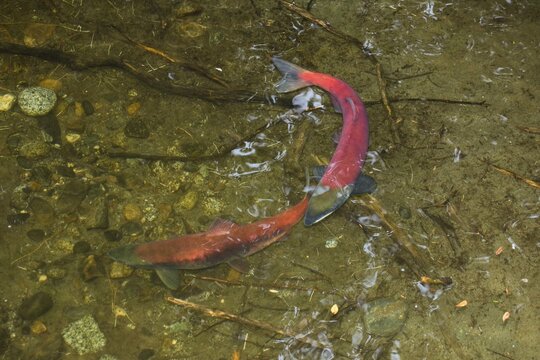 Sockeye Salmons (Oncorhynchus nerka) spawning, Alaska, USA