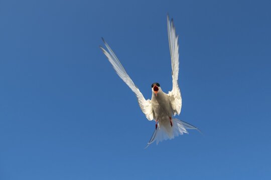 Arctic tern (Sterna paradisaea) in flight, calling, , T&ouml;nning, Schleswig-Holstein, Germany