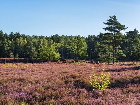 Heathland with flowering heather and megalithic tomb, Oldendorfer Totenstatt, L&uuml;neburg Heath, Amelinghausen, Lower Saxony, Germany