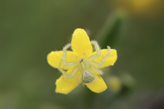 Tirangel crab spider (Heriaeus graminicola), crab spider on a flower of shrubby jasmine (Chrysojasminum fruticans, Jasminum fruticans), Provence, southern France