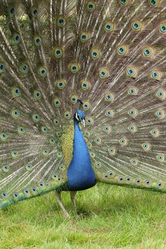 Indian peafowl or Peacock (Pavo cristatus) adult male bird displaying showing its tail feathers, England, United Kingdom