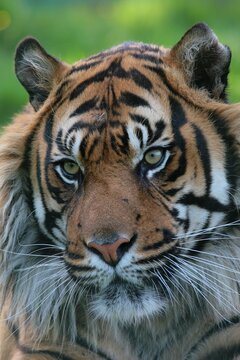 Sumatran tiger (Panthera tigris sumatrae), portrait, captive