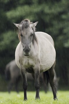 D&uuml;lmener Wildpferd, mare in the rain, Merfelder Bruch, D&uuml;lmen, North Rhine-Westphalia, Germany