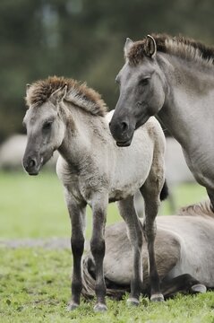 D&uuml;lmener Wildpferd, mare with foal, Merfelder Bruch, D&uuml;lmen, North Rhine-Westphalia, Germany