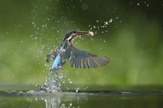 Common kingfisher (Alcedo atthis) adult female bird emerging from the water of a river with a minnow fish in its beak in summer, England, United Kingdom