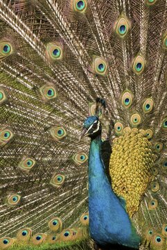Peacock (Pavo), Strass im Zillertal, Tyrol, Austria, Europe