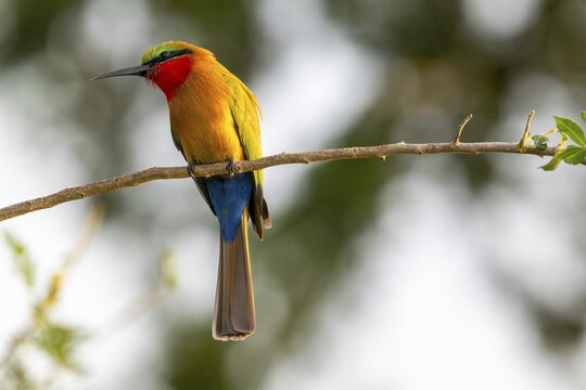 Red-throated Bee-eater (Merops bulocki) sitting on a branch, Murchison Falls NP, Uganda