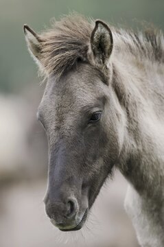 D&uuml;lmen wild horse, foal, portrait, Merfelder Bruch, D&uuml;lmen, North Rhine-Westphalia, Germany