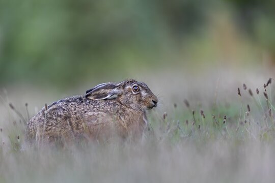 A brown hare (Lepus europaeus) interrupts its feeding to take a closer look at the photographer lying in the grass, Germany