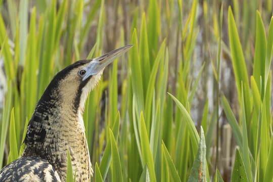 Great or Eurasian bittern (Botaurus stellaris) adult bird head portrait, England, United Kingdom